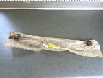 Gm Oem Nos 20930846 Rear Wheel Spindle Rod 2000-2007 Chevrolet Monte Carlo New. Price: $84.99.